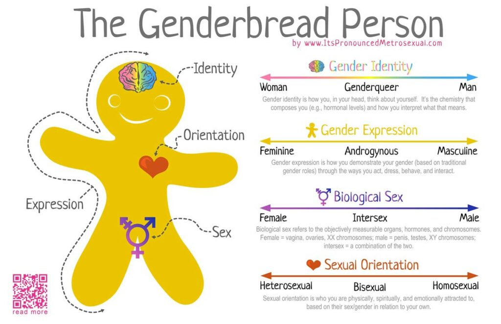 The Genderbread person : une illustration d'un personnage inspiré de bonhomme en pain d'épice qui définit l'identité de genre (dans son cerveau), l'expression de genre (ce à quoi il ressemble), l'orientation sexuelle (dans son coeur) et le sexe biologique (entre ses jambes). 